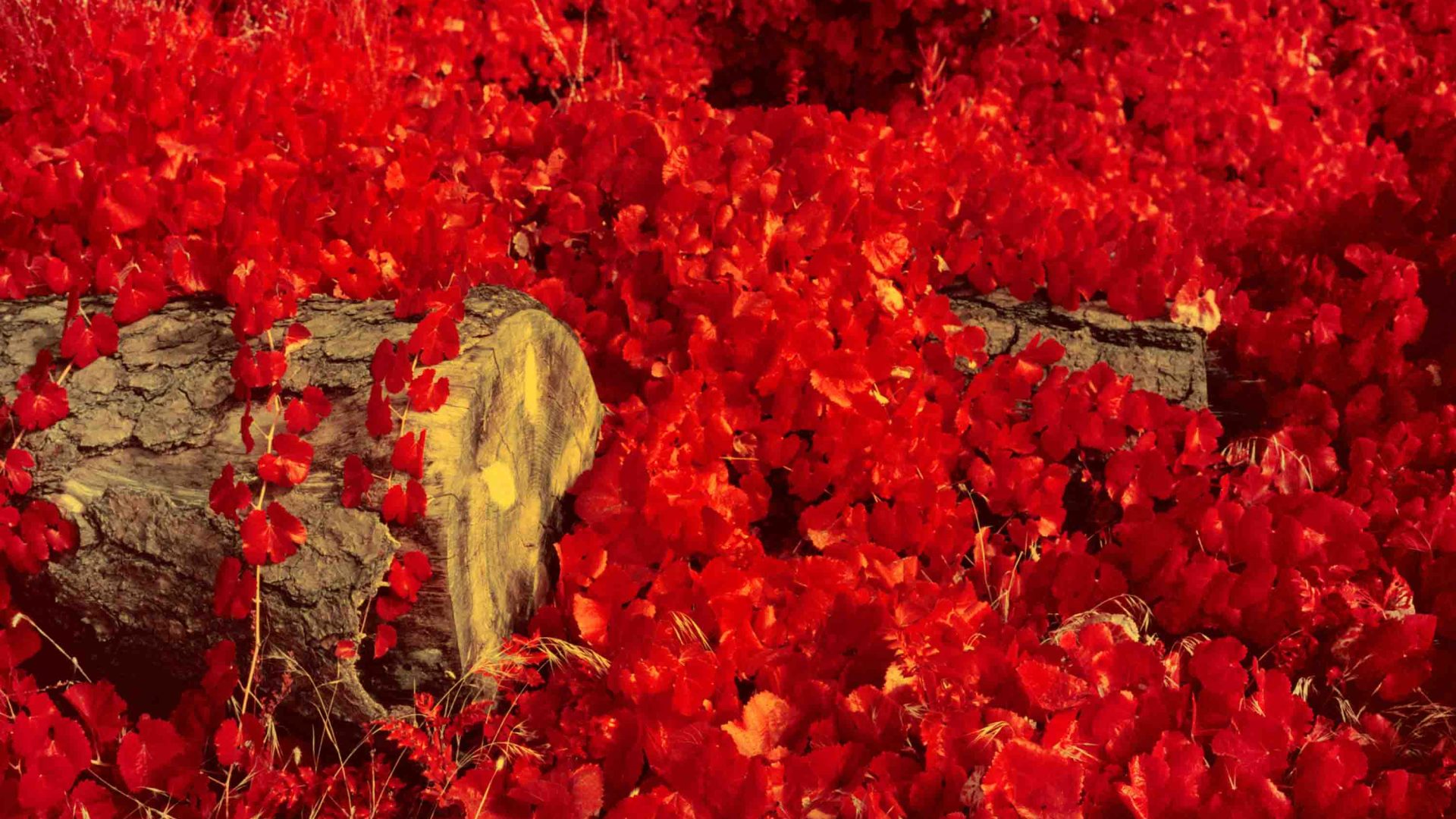 Foliage surrounding a fallen log.